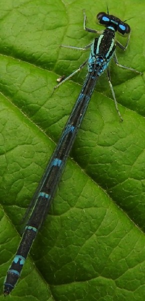 coenagrion_scitulum_femelle_1.jpg