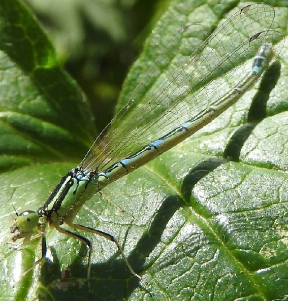 coenagrion_scitulum_femelle_4.jpg