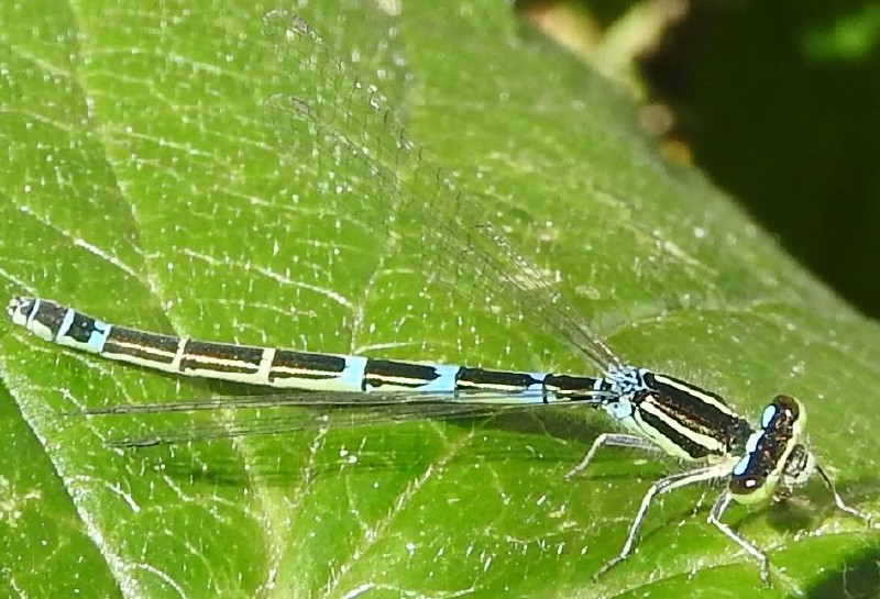 coenagrion_scitulum_femelle_5.jpg