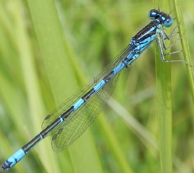 coenagrion_scitulum_male.jpg