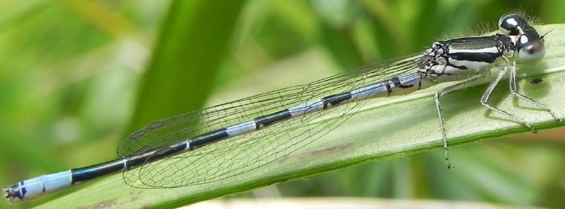 coenagrion_scitulum_male_ile_d_yeu_2.jpg