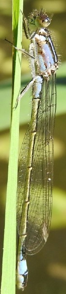 ischnura_elegans_femelle_type_a_immature_2.jpg
