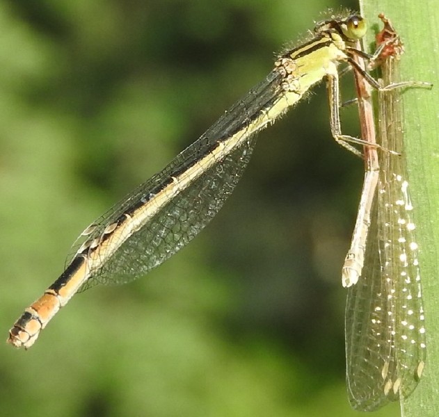ischnura_elegans_femelle_type_b_mature_.jpg
