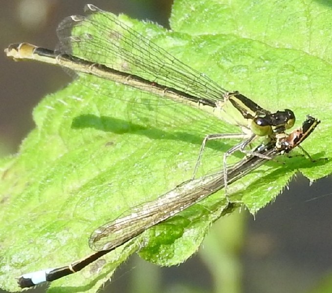ischnura_elegans_femelle_type_b_mature_1.jpg