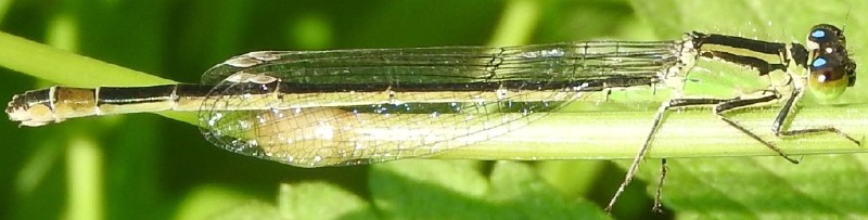 ischnura_elegans_femelle_type_b_mature_2.jpg