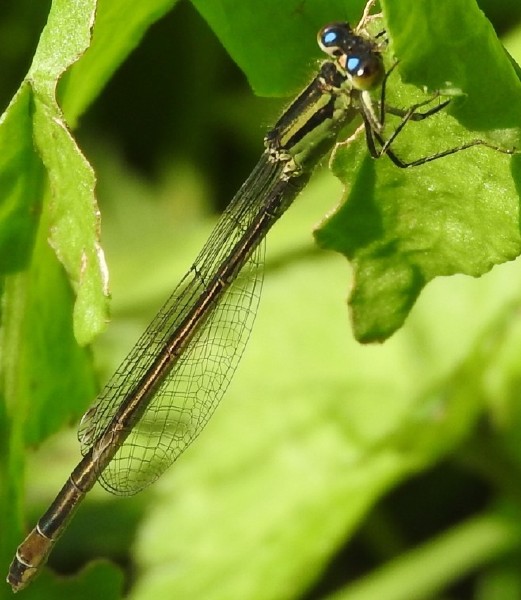 ischnura_elegans_femelle_type_b_mature_3.jpg