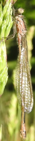 ischnura_elegans_femelle_type_c_emergence.jpg