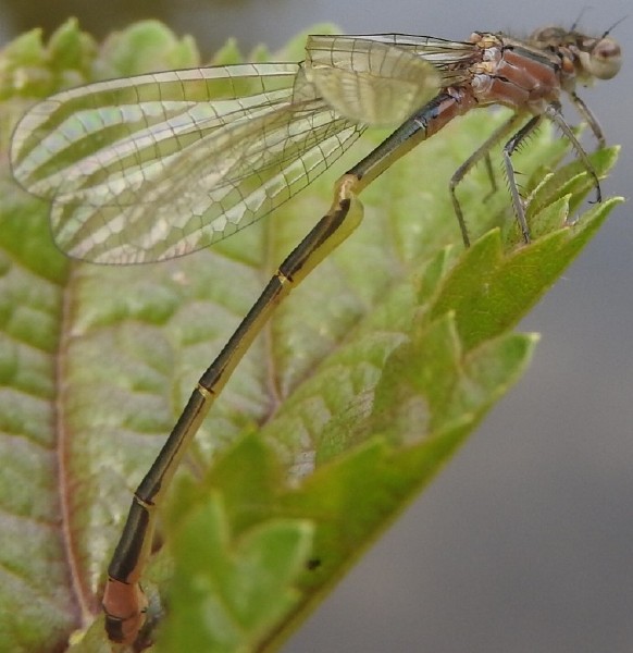 ischnura_elegans_femelle_type_c_emergence_ratee_2.jpg