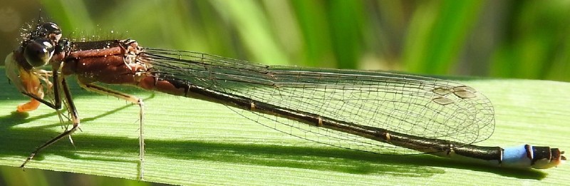 ischnura_elegans_femelle_type_c_immature_1.jpg
