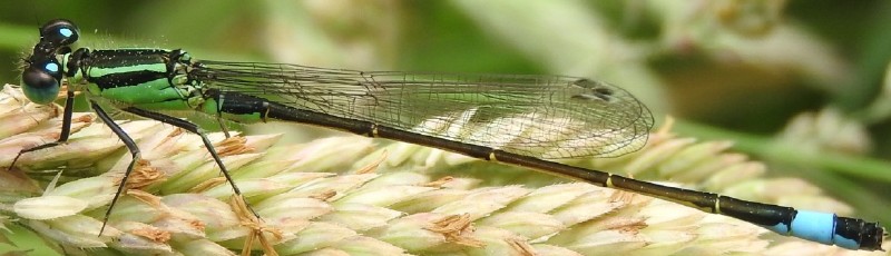 ischnura_elegans_male_mature_2.jpg