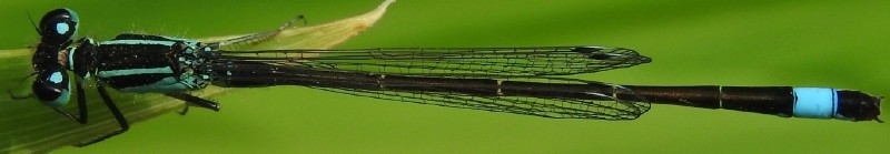 ischnura_elegans_male_mature_4.jpg