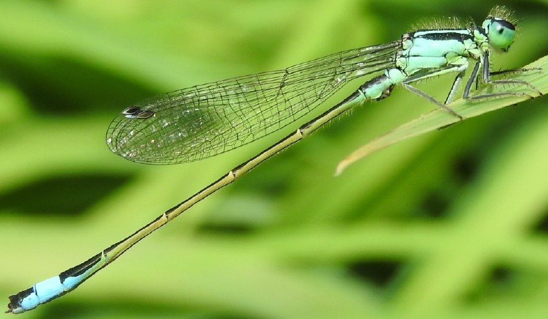 ischnura_elegans_male_mature__3.jpg