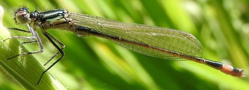 ischnura_elegans_teneral_male_1.jpg