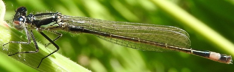 ischnura_elegans_teneral_male_2.jpg