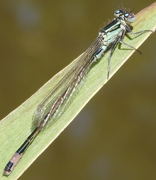 ischnura_elegans_teneral_male_4.jpg