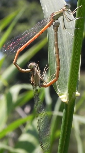 platycnemis_acutipennis_coeur_copulatoire_1.jpg