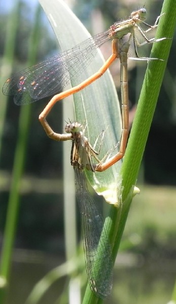 platycnemis_acutipennis_coeur_copulatoire_2.jpg