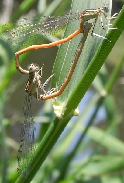 platycnemis_acutipennis_coeur_copulatoire_3.jpg