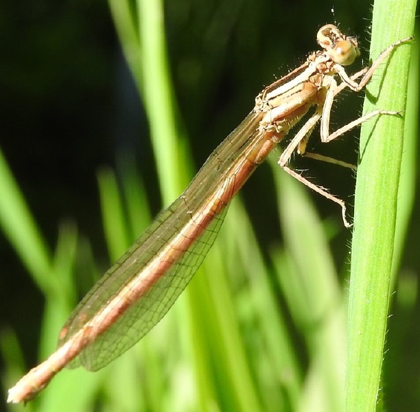 platycnemis_acutipennis_femelle.jpg