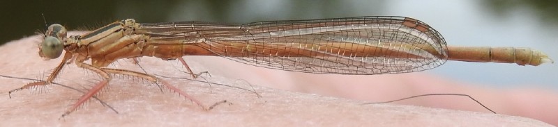 platycnemis_acutipennis_femelle_1.jpg