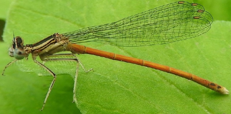 platycnemis_acutipennis_male_1.jpg