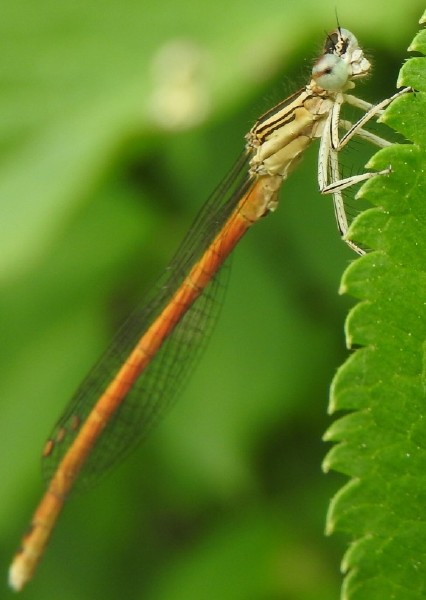 platycnemis_acutipennis_male_3.jpg