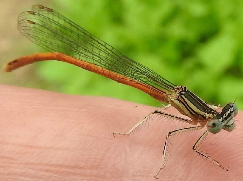 platycnemis_acutipennis_male_4.jpg