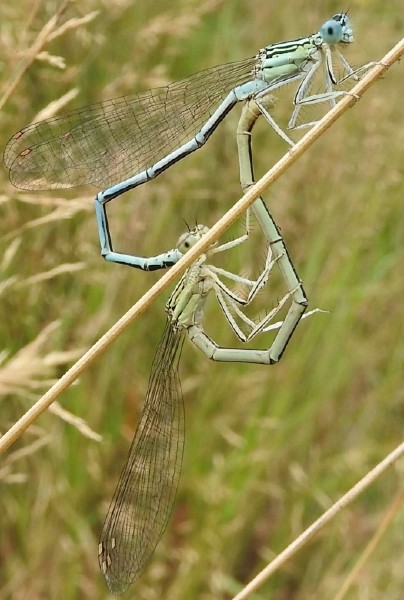 platycnemis_pennipes_coeur_copulatoire.jpg
