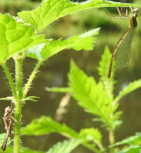 platycnemis_pennipes_emergence.jpg