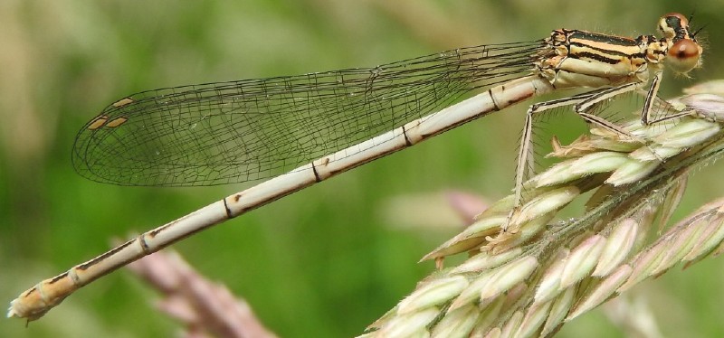 platycnemis_pennipes_femelle_immature_1.jpg