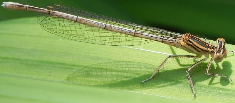platycnemis_pennipes_femelle_immature_2.jpg