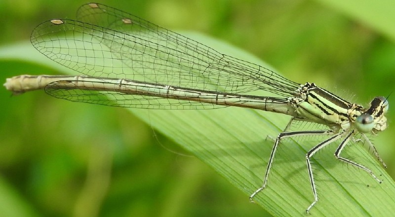 platycnemis_pennipes_femelle_mature_1.jpg