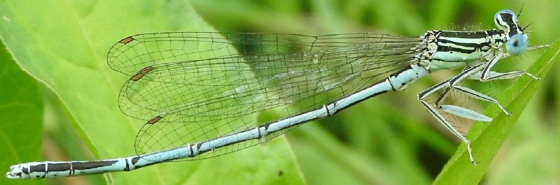 platycnemis_pennipes_male.jpg