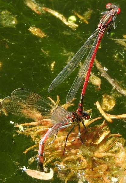 pyrrhosoma_nymphula_en_ponte_1.jpg