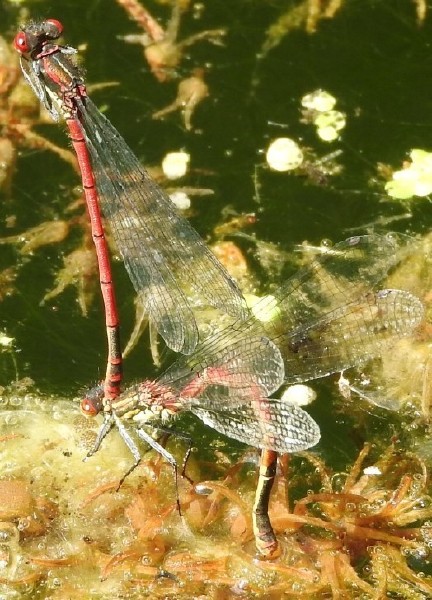 pyrrhosoma_nymphula_en_ponte_2.jpg