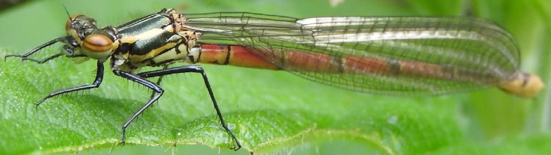 pyrrhosoma_nymphula_femelle.jpg