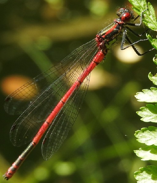 pyrrhosoma_nymphula_male.jpg