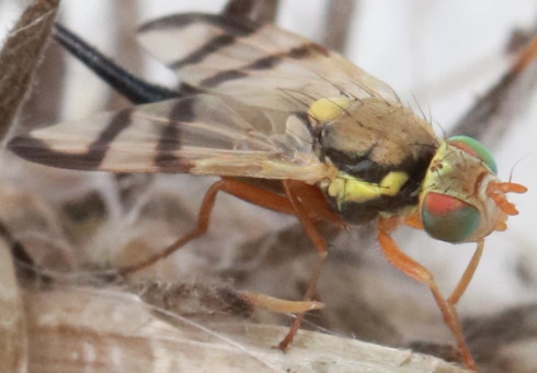 Small Golden Fly - Trypeta flaveola 