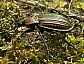 carabus_cancellatus_dolens___copie
