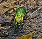 carabus_lineatus_troberti___copie