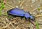 carabus_monilis_consitus___copie
