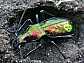carabus_rutilans_1___copie
