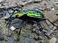 carabus_rutilans_2___copie