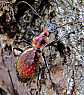 carabus_rutilans___copie