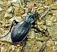 carabus_solieri_bonettianus___copie