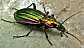 carabus_solieri_solieri___copie