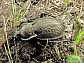 carabus_vagans_vagans___copie
