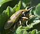 lixus_angustatus_copula