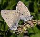 lycaena_hippothoe_copula