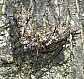 lyristes_plebejus_copula